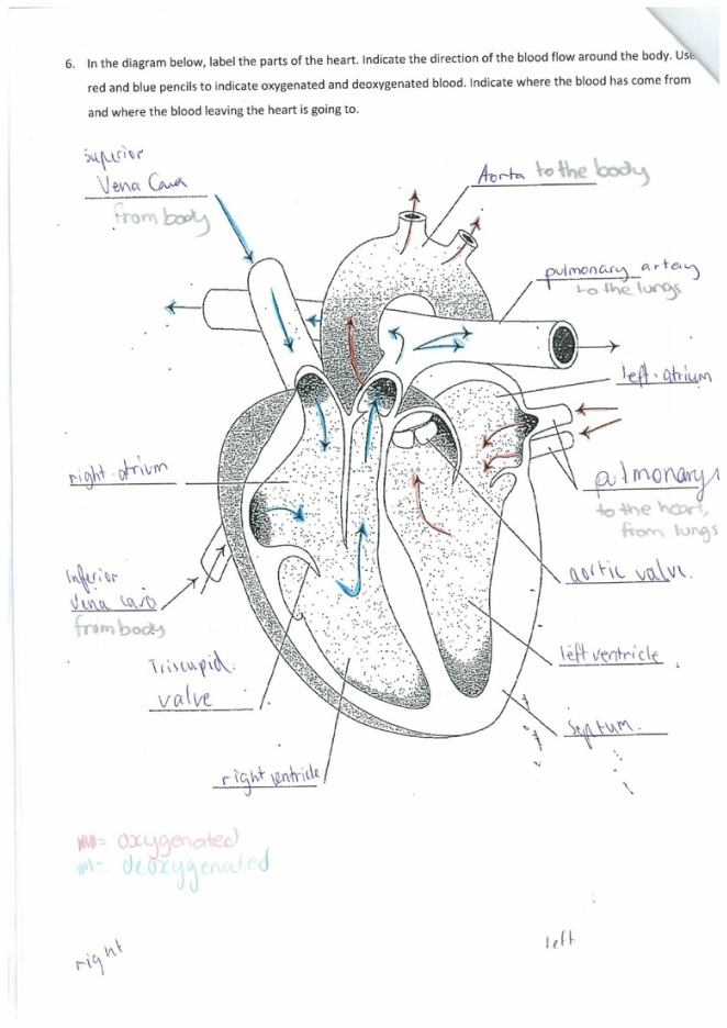 The Circulatory System - Body systems