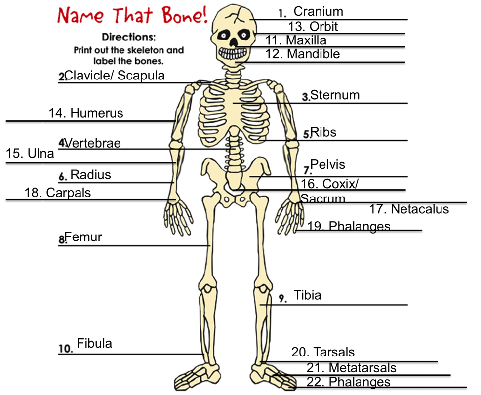 Body systems - The Skeletal System